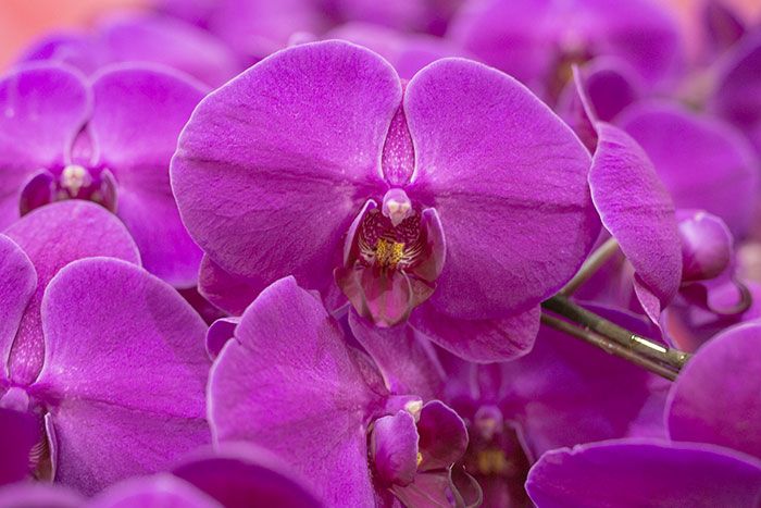 lilafarbene Schmetterlingsorchidee